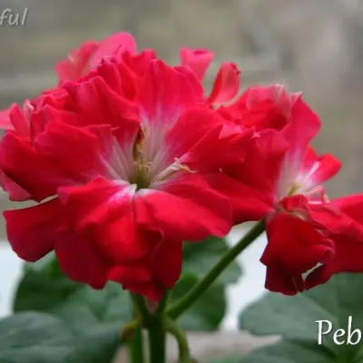 pebbles-pebbles-9-333606
