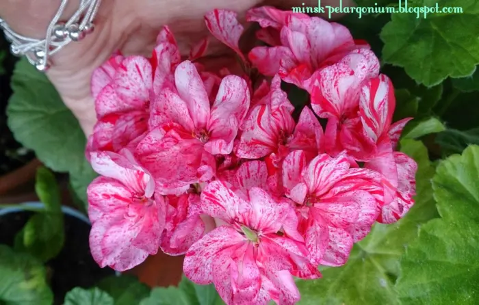 peppermint-tvist-peppermint-twist-3-334510