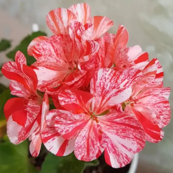 peppermint-tvist-peppermint-twist-main-334510