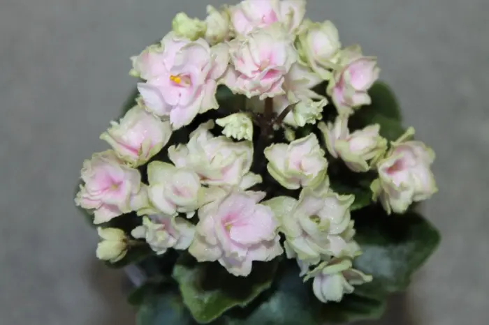 petit-blarni-petite-blarney-2-323294