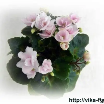 petit-blarni-petite-blarney-5-323294