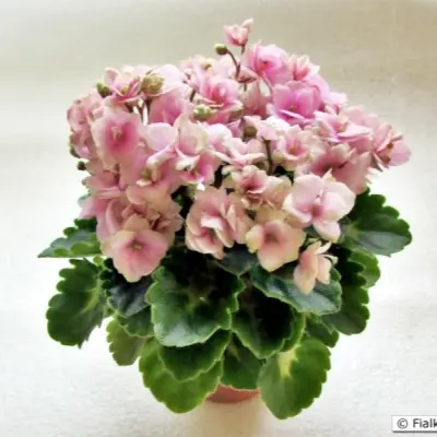 petit-blarni-petite-blarney-8-323294