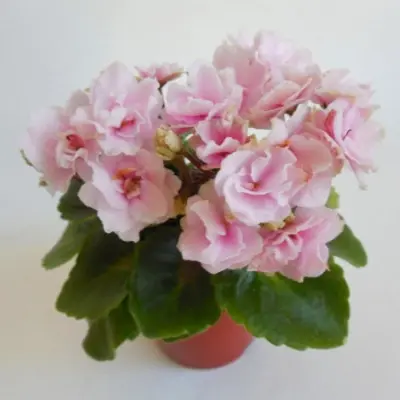 petit-blarni-petite-blarney-main-323294