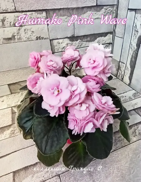 pink-veyv-pink-wave-1-331183
