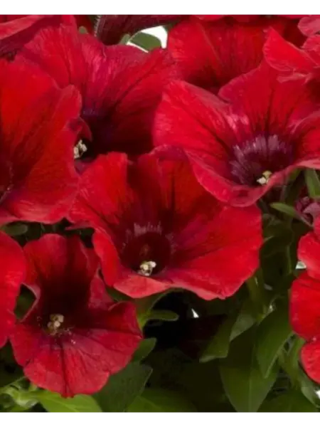potuniya-dark-red-1-343493