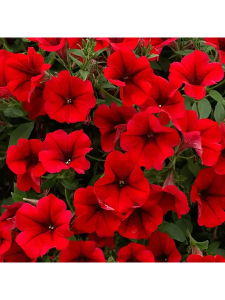 potuniya-dark-red-3-343493