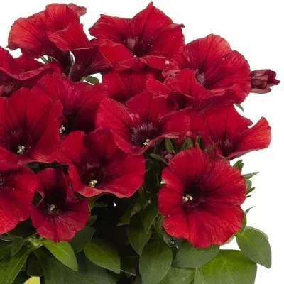 potuniya-dark-red-5-343493