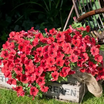 potuniya-dark-red-main-343493