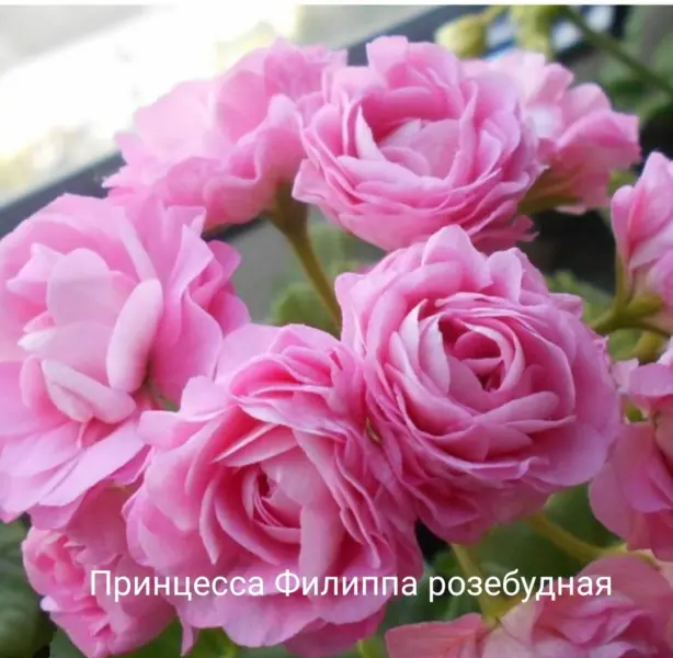 printsessa-abigayl-1-340380