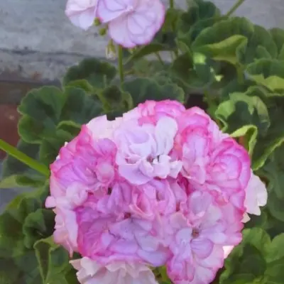 printsessa-abigayl-5-340380