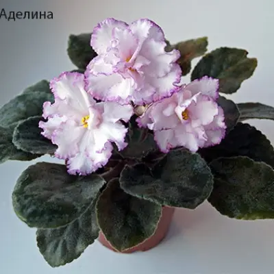 pt-adelina-6-327042