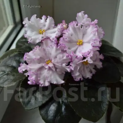 pt-adelina-9-327042