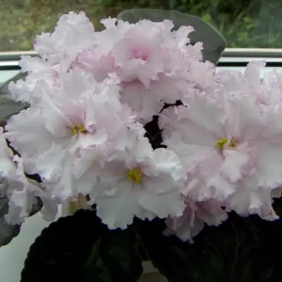 pt-adelina-main-327042