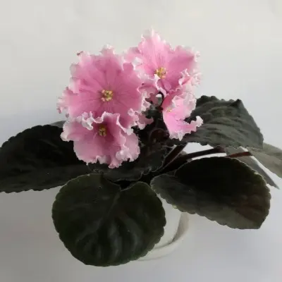 pt-florentina-8-323378