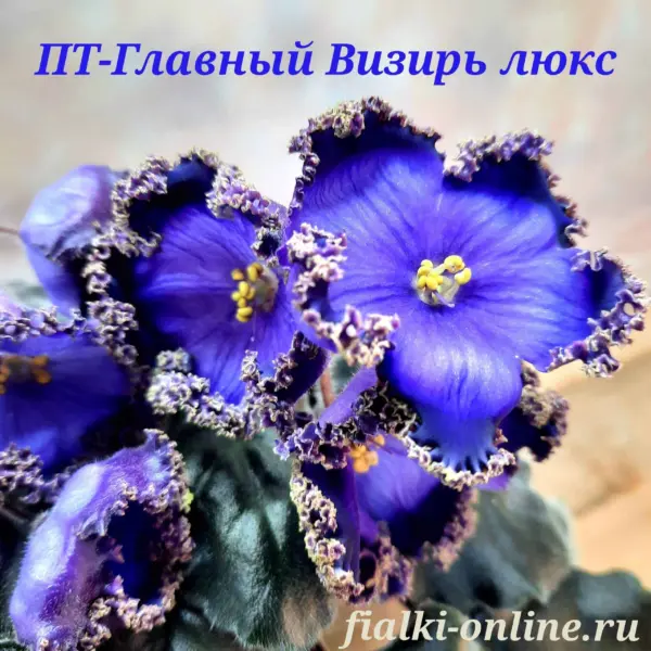 pt-glavnyy-vizir-1-324338