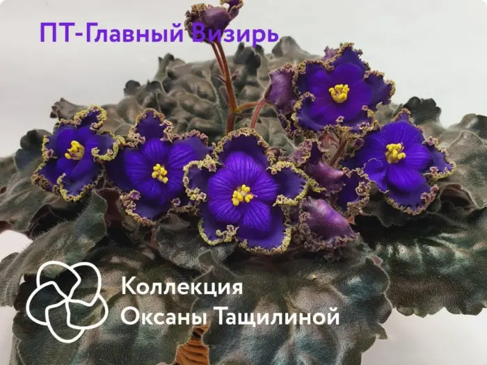 pt-glavnyy-vizir-3-324338