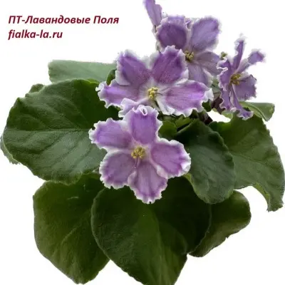 pt-lavandovye-polya-5-317060