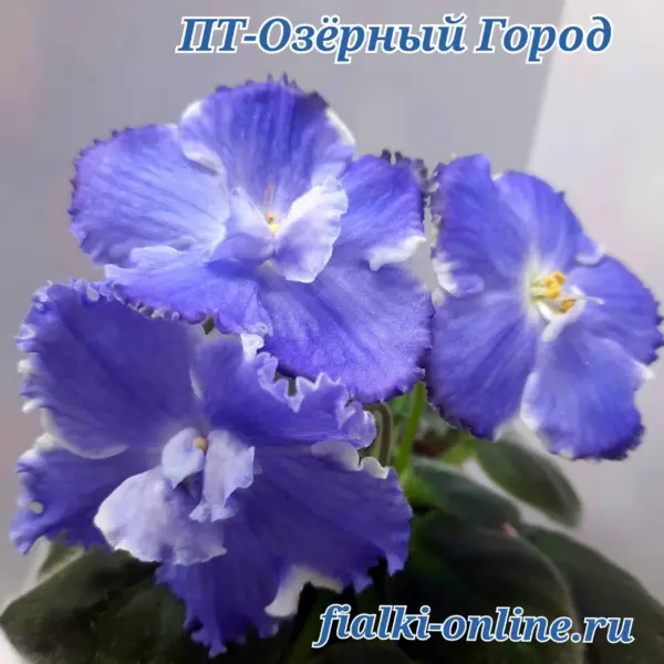 pt-ozernyy-gorod-2-326017