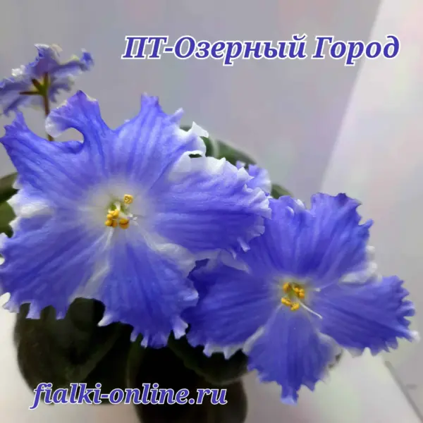 pt-ozernyy-gorod-3-326017