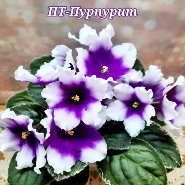 pt-purpurit-2-325751