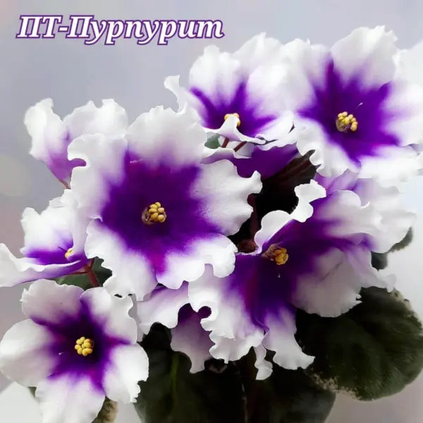 pt-purpurit-3-325751
