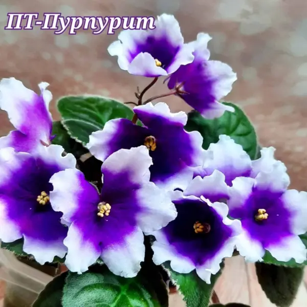pt-purpurit-4-325751