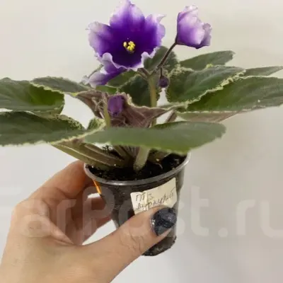 pt-purpurit-6-325751