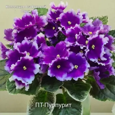 pt-purpurit-9-325751