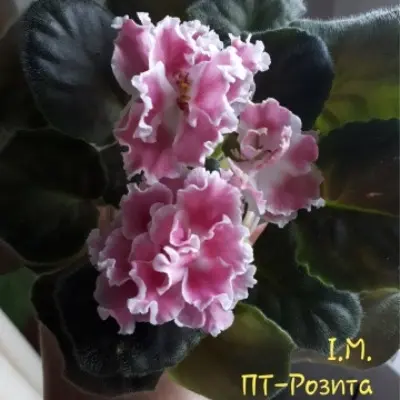 pt-rozita-3-318924