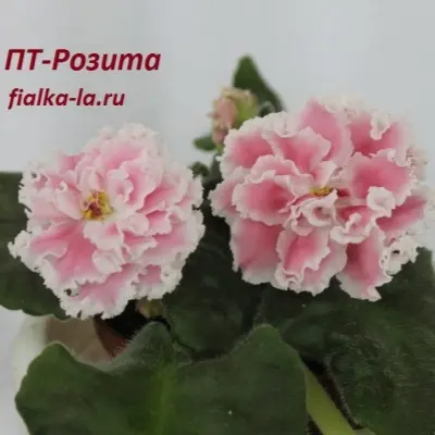 pt-rozita-5-318924