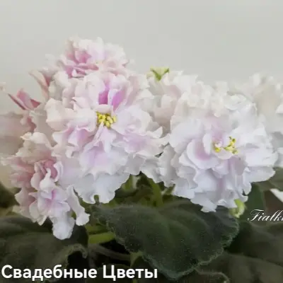 pt-svadebnye-tsvety-9-330091