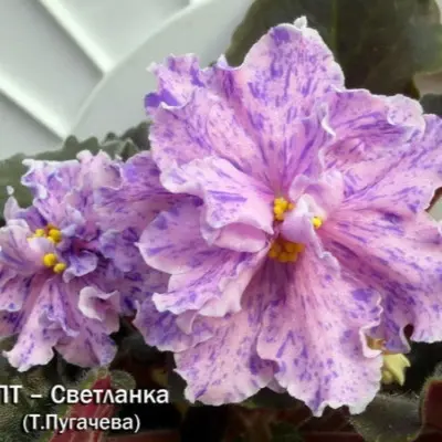 pt-svetlanka-7-326071
