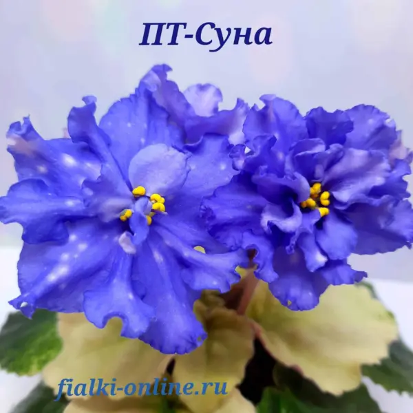pt-vernisazh-1-317917