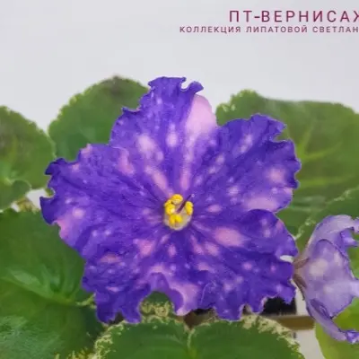 pt-vernisazh-3-317917
