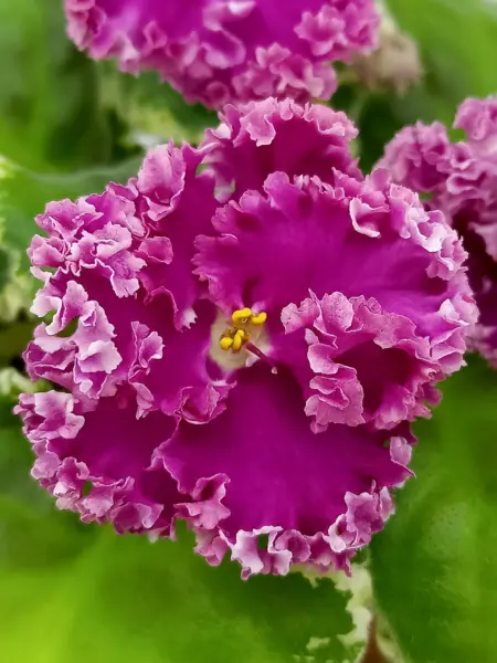 pt-violetta-1-324596