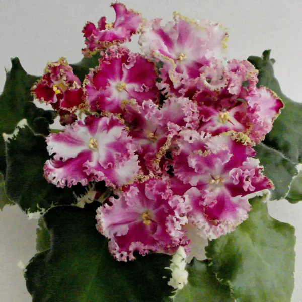 pt-violetta-2-324596