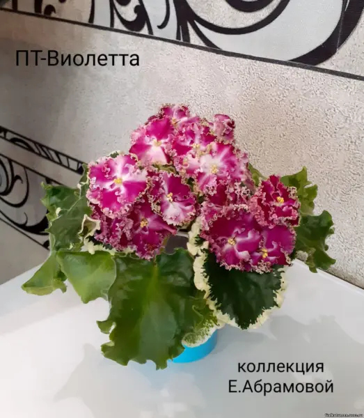 pt-violetta-3-324596