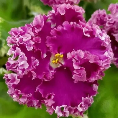 pt-violetta-6-324596