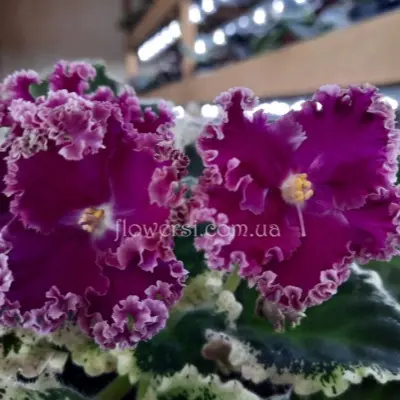 pt-violetta-main-324596