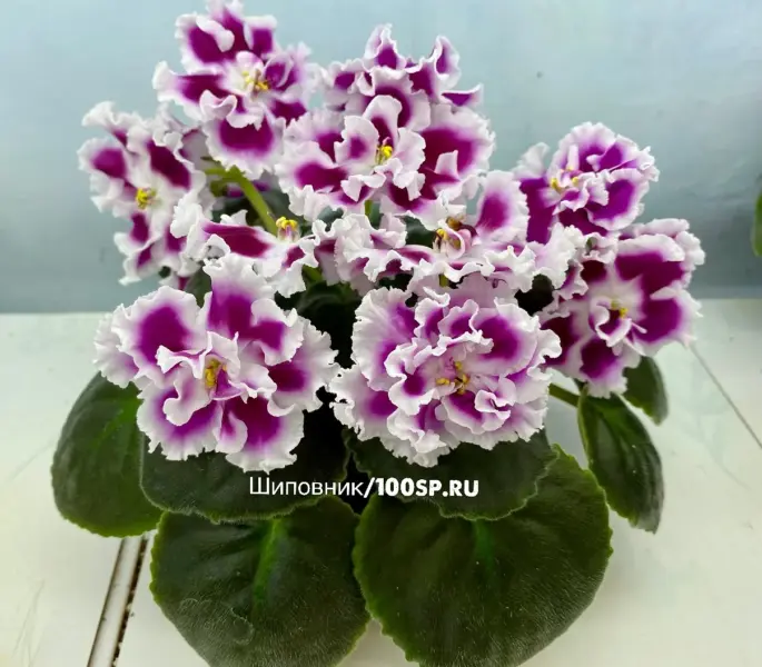 pt-yumit-2-327381