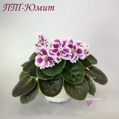 pt-yumit-4-327381