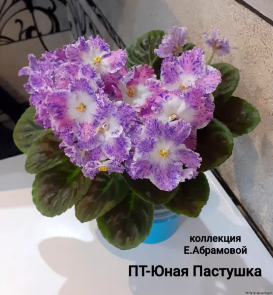 pt-yunaya-pastushka-2-311657