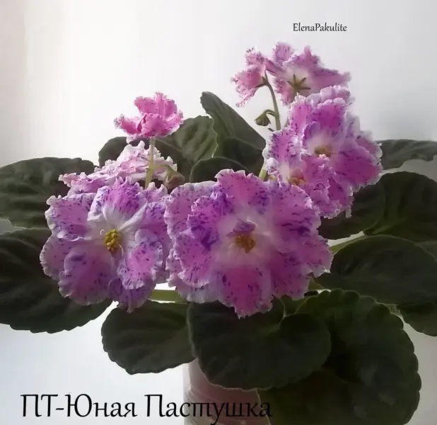 pt-yunaya-pastushka-3-311657