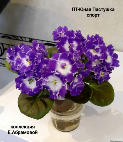 pt-yunaya-pastushka-4-311657