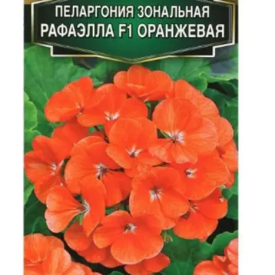 rafaella-f1-oranzhevaya-5-335778