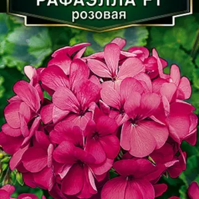 rafaella-f1-rozovaya-8-335838