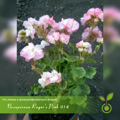 rager-s-pink-2-333558