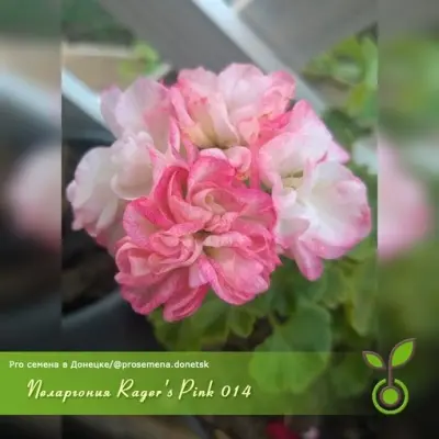rager-s-pink-3-333558