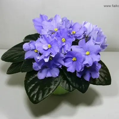 rapsodiya-klementina-5-324606