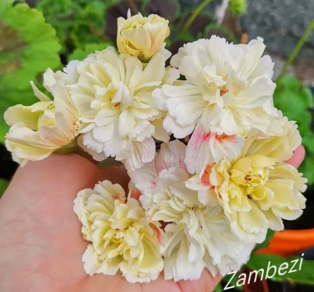 rashmor-zambezi-1-335766